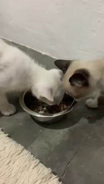 two cats are eating food from a metal bowl on the floor .