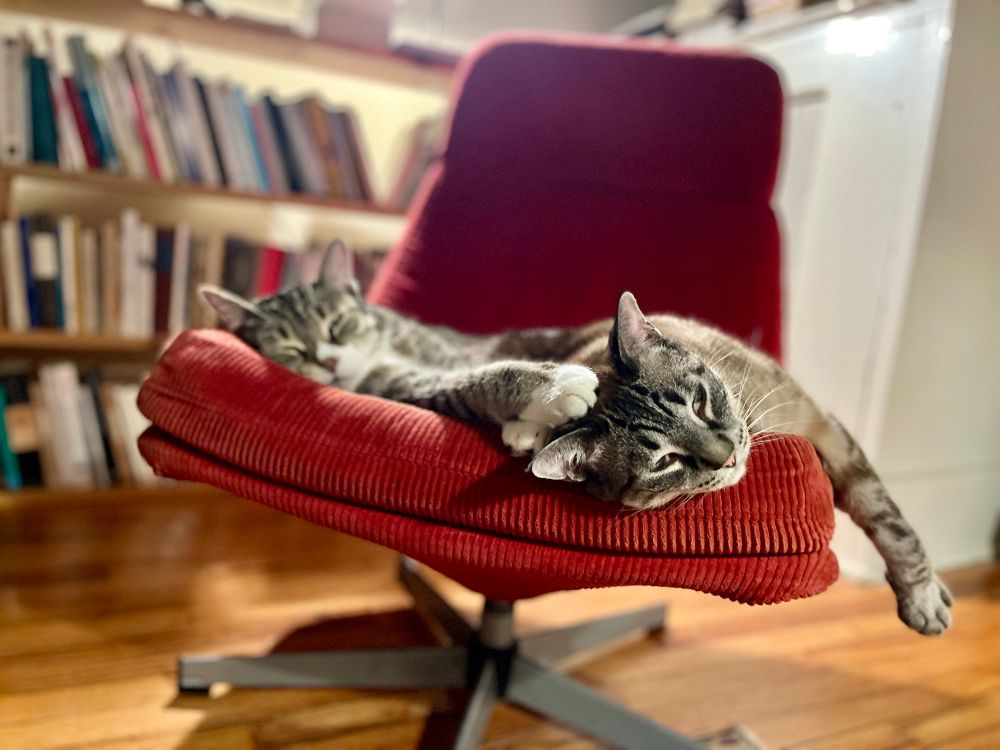 Two cats lying in a big red chair in front of a bookcase 