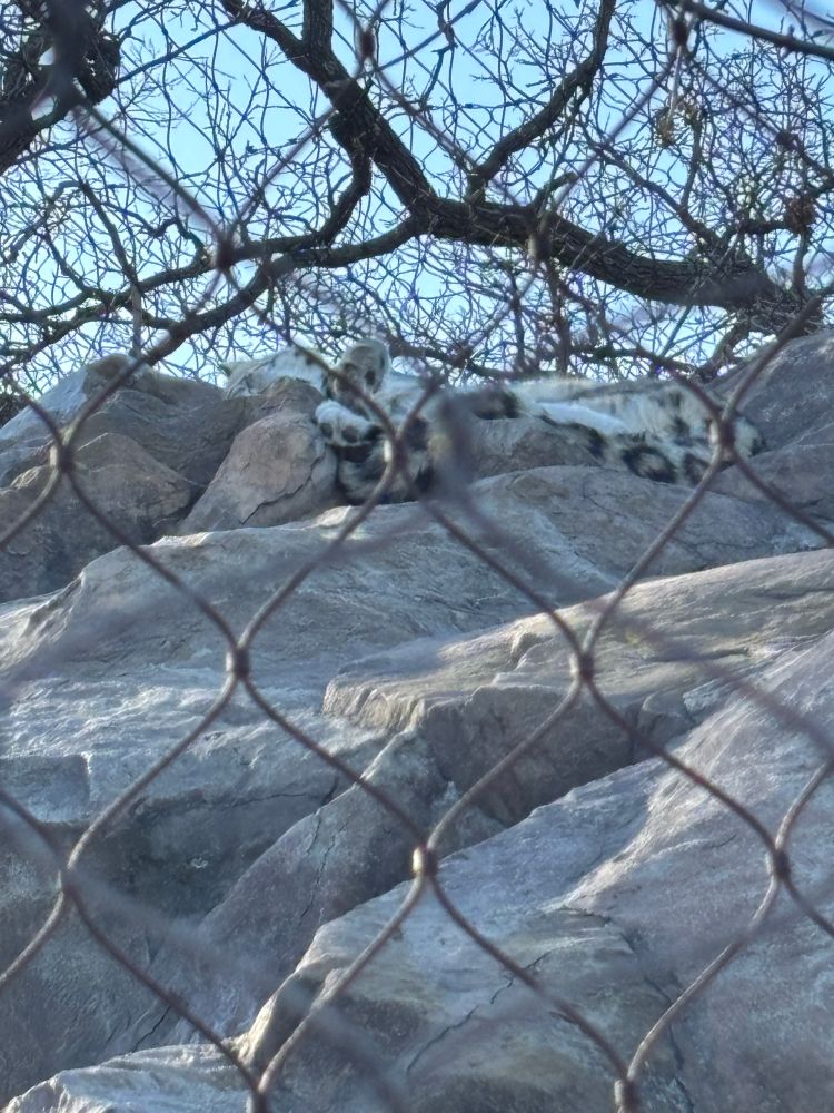 Another snow leopard melted across some rocks.