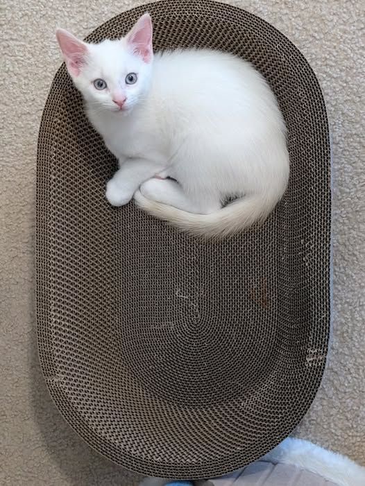 White kitten with Pink/Orange ears and striped tail, looking up at the camera, curled up in the upper half of an oval, cardboard bed and scratching pad.