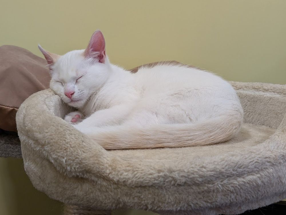 Cute, White kitten, asleep in in a small round bed, tail curled across and in front of their body.