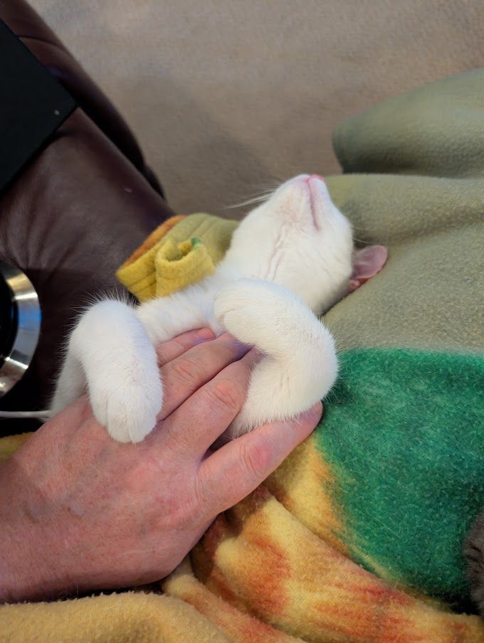 White kitten sleeping, hugging someone's hand, head rolled back, relaxed.