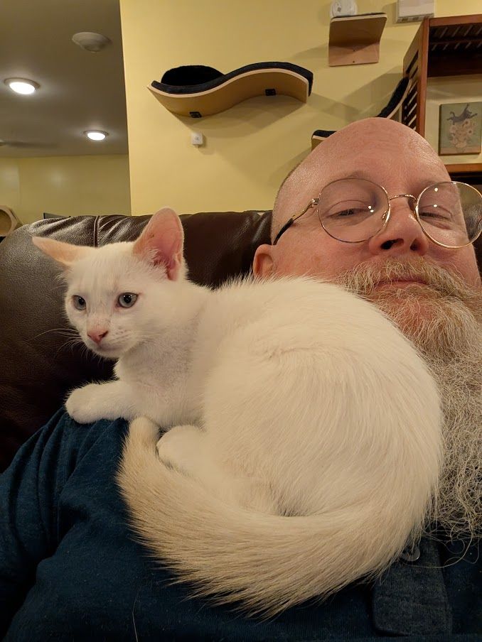 Cute, White kitten curled up, moon-shaped, against someone's cheek.