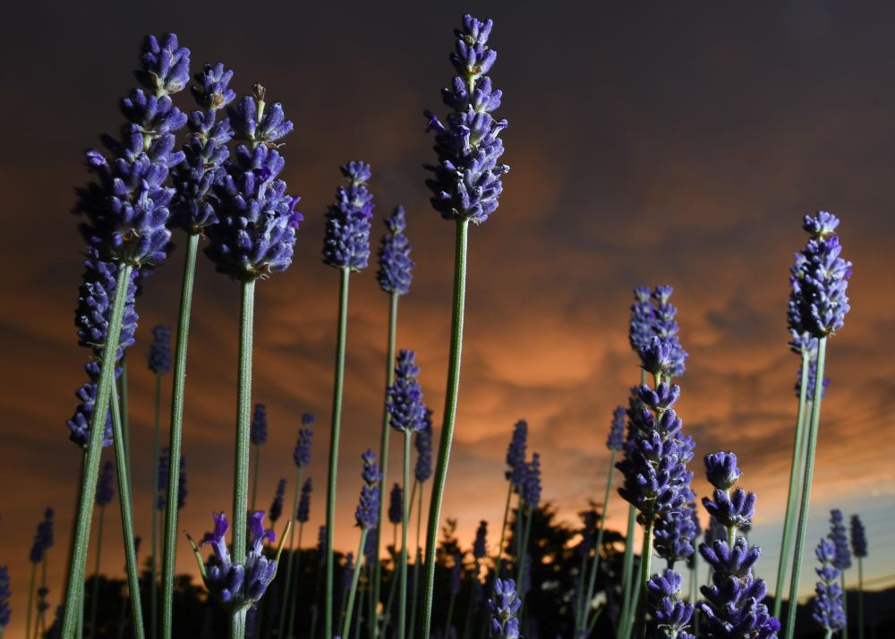 Lavender in foreground with low very orange clouds in background at sunset in a photo taken in East Vancouver