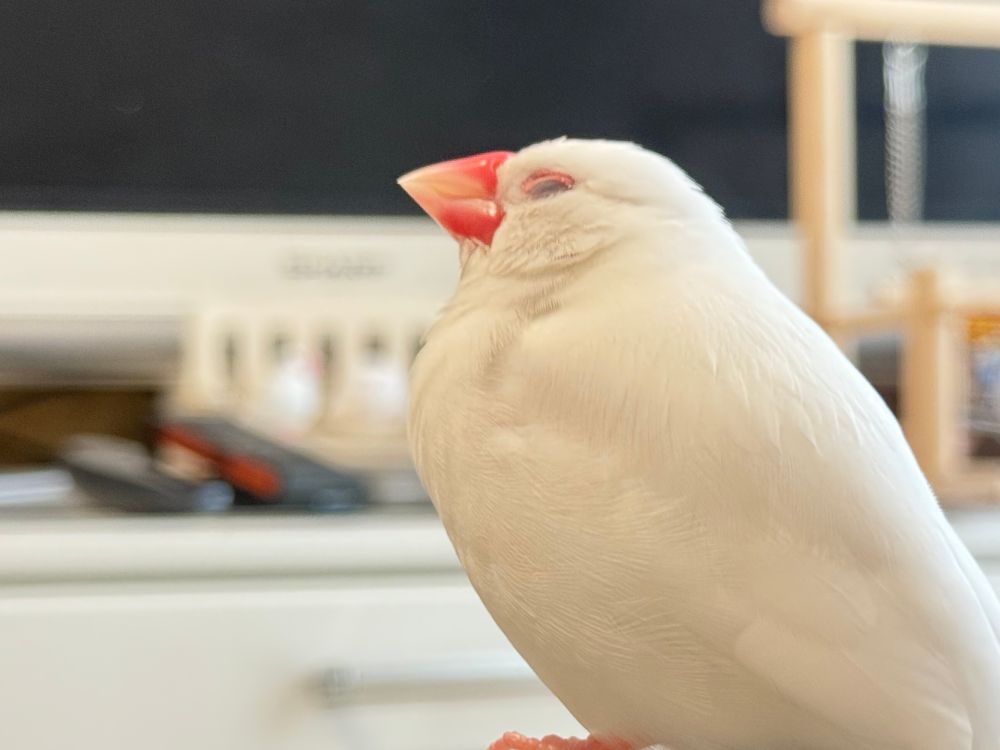 白文鳥おもちゃん