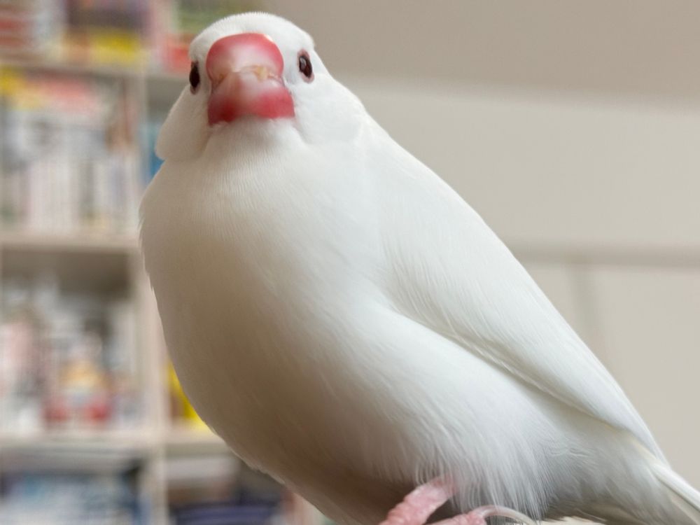 CHERRY: 