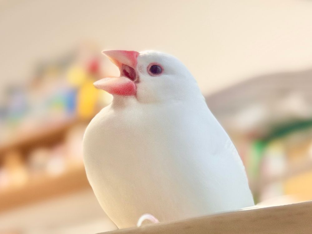 白文鳥おもちゃんがお昼をお知らせします