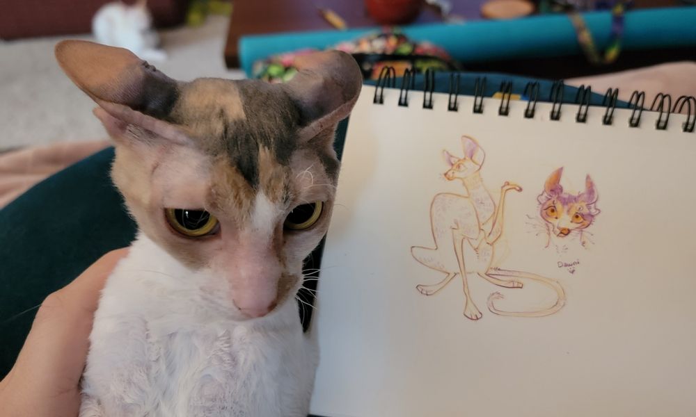 A young cornish rex calico folds her ears back next to a drawing of a Cornish rex sitting and a portrait of one that looks pretty close to her expression (slightly worried) 