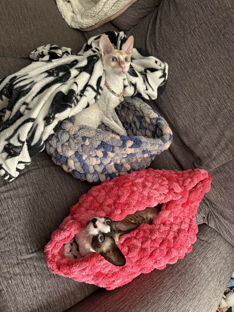 The white cat (Heihei) sits up with a cat blanket over his back. The darker seal poumt cat (Azuki) stays snuggled in his soft pink bed