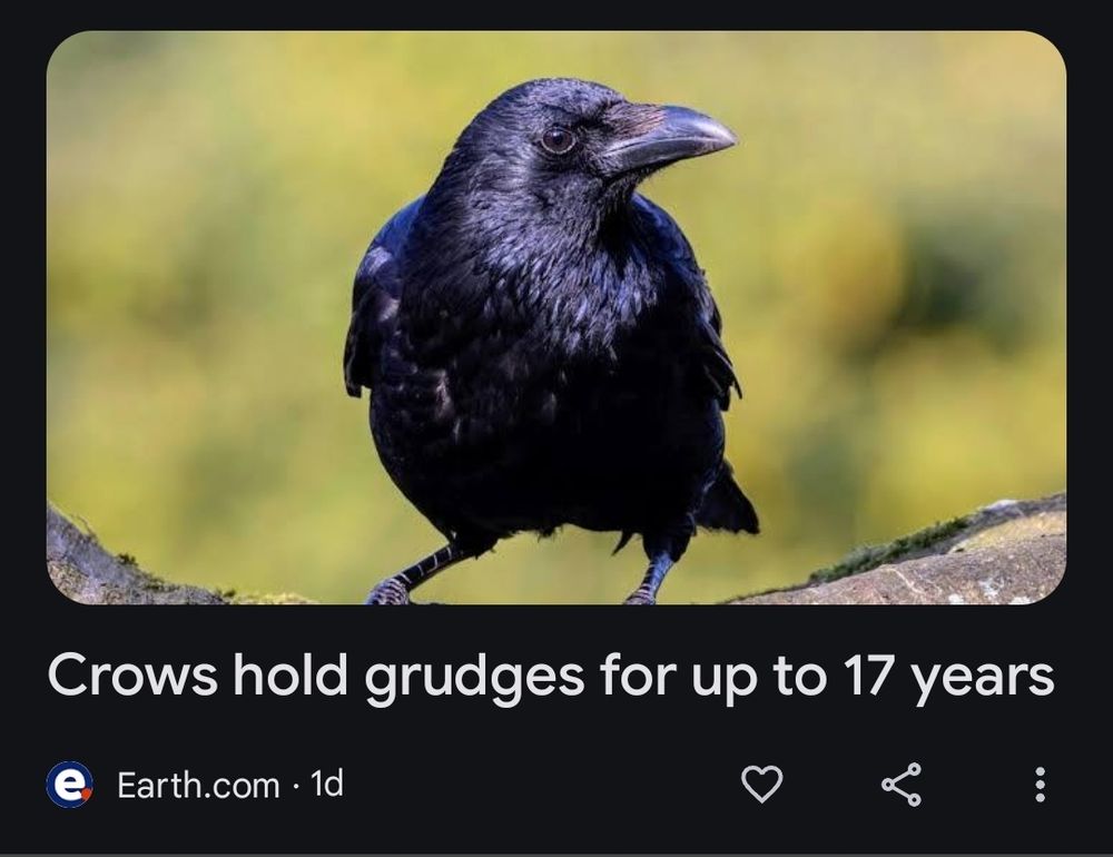 News article title : "crows good grudges for up to 17 years"