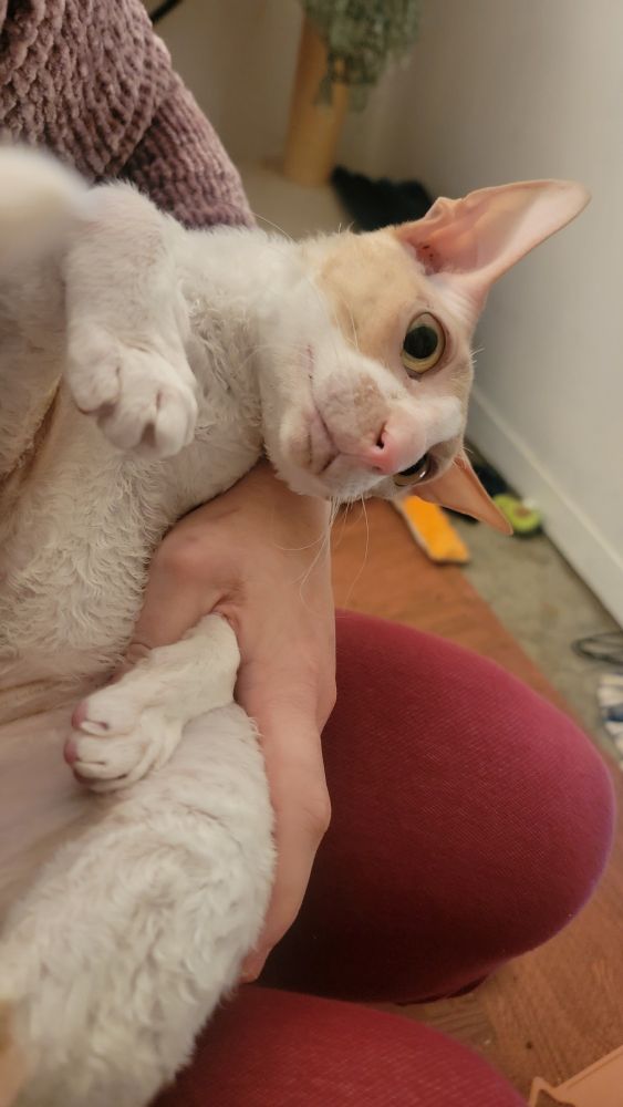 Ari, a red cornish rex, flopping with wide eyes, no thoughts in that empty head.