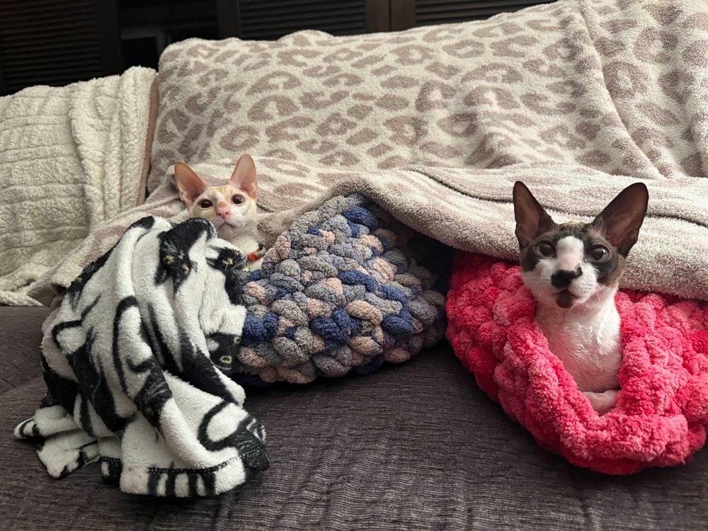 Two colorpoint cornish rex cats sitting in soft knitted beds. They are both looking cutely at the camera. 