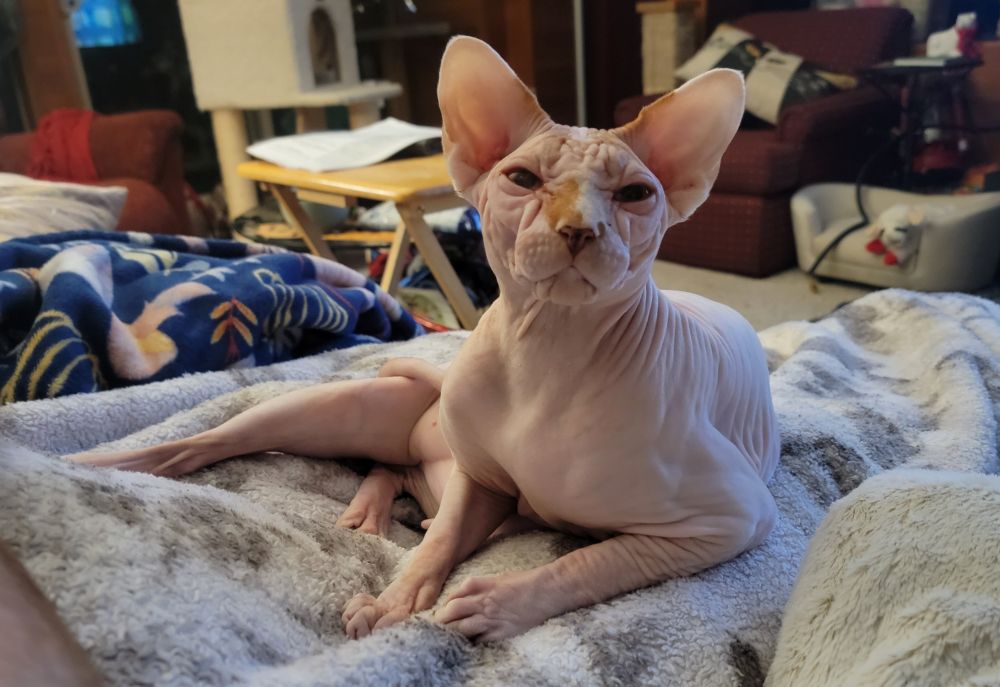 Pig, a sphynx cat with a bit of orange on his nose, lies on his side like a tiny tiger, legs kicked out, very handsome man.
He's naked. In case you didn't know what a sphynx cat was.