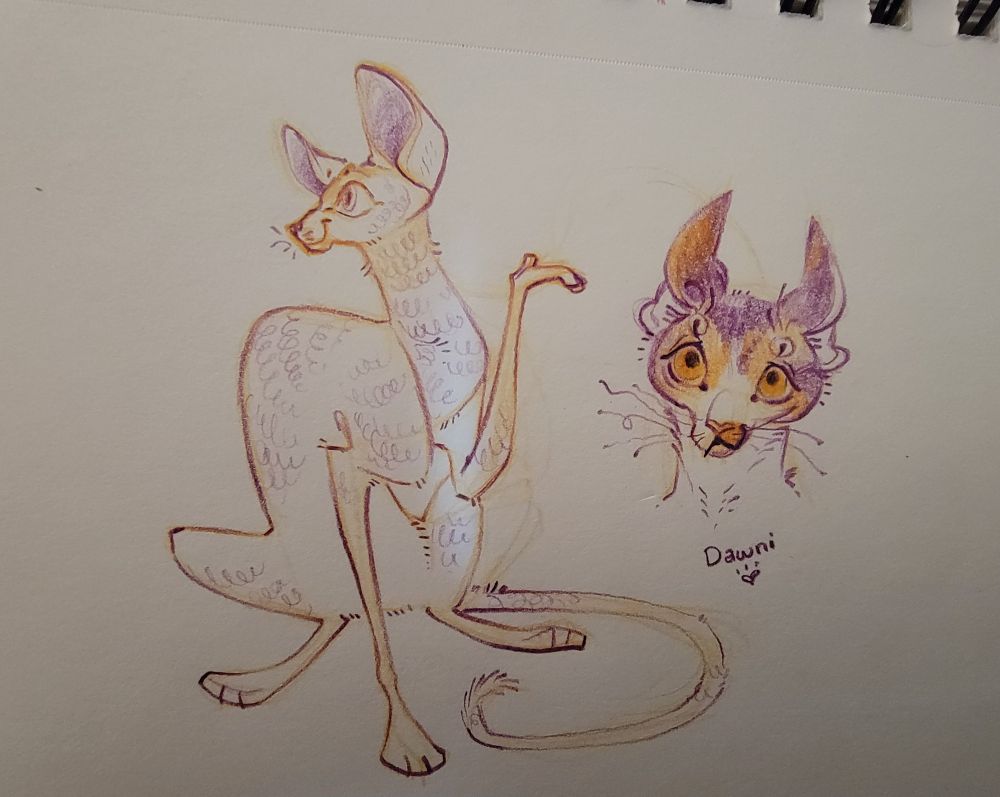 Doodles of cornish rex. The portrait on the right is a young calico with ears folded back and a slightly worried expression.