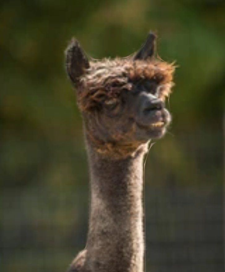 Jóven español intoxicado por sus ídolos mono neuronales youtubers