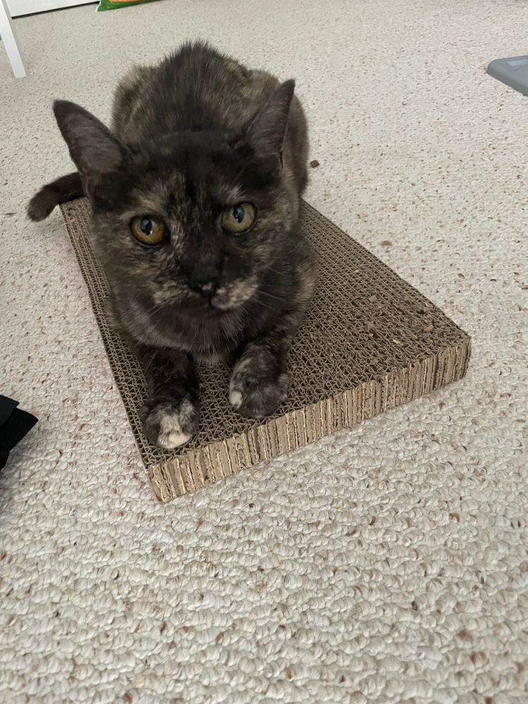 Verin, a lighter tortie cat, sitting on a cardboard scratching board