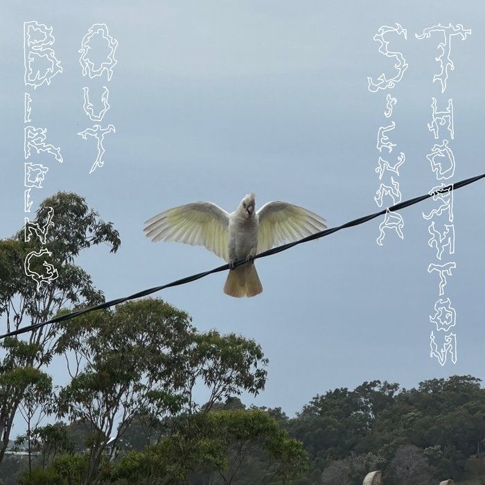 Birding Out, by Sienna Thornton