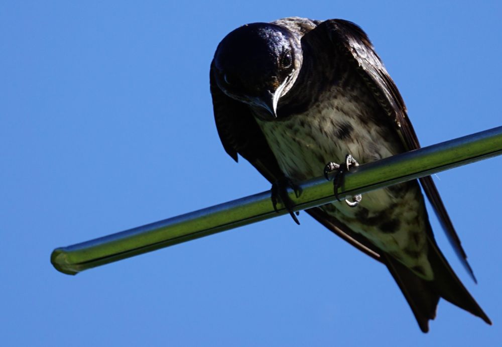 Sleek shiny dark bird with forked tail, pointy wings, and lighter, streaky breast, perched on a pipe, looking downwards. Blue sky. 