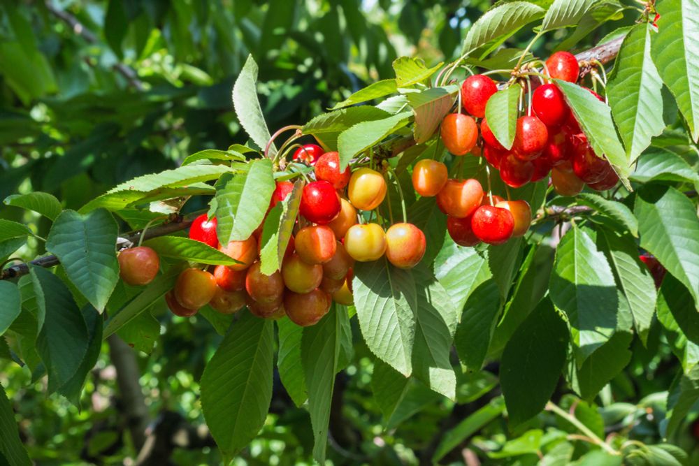 A branch loaded with ripe Rainier cherries. 