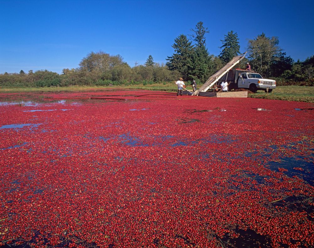 Washington State, Long Beach, harvesting cranberries with the wet harvest method.