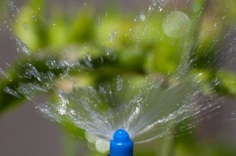 Close-up of sprinkler head spraying water. Plants are in the background out of focus.