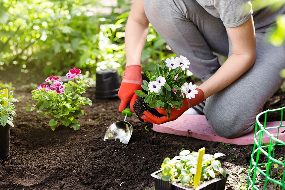 Someone digs their trowel into dark soil, preparing a spot for the flowers they hold in their other hand.