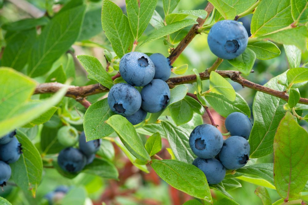 Close-up shot of blueberry clusters growing on branch.