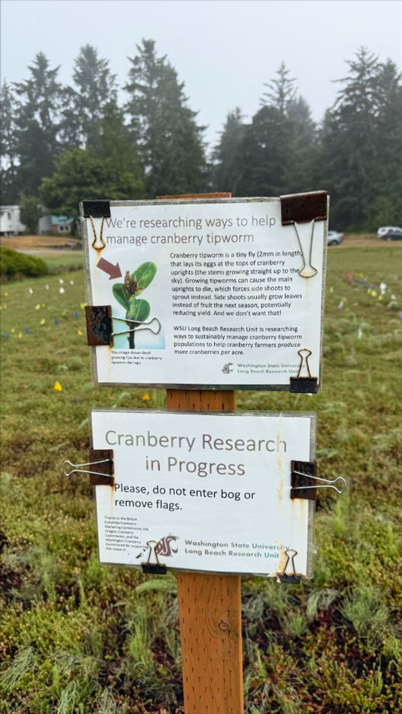 Two informational signs posted in a cranberry field at Washington State University’s Long Beach Research Unit. The top sign explains ongoing research to manage cranberry tipworm, a tiny fly that damages cranberry plants by laying eggs in plant tips. It includes a photo of tipworm damage and describes the negative effects on yield. The lower sign reads "Cranberry Research in Progress" and asks visitors not to enter the bog or remove flags. Colored flag markers are visible in the background, along with trees and vehicles in a foggy setting.