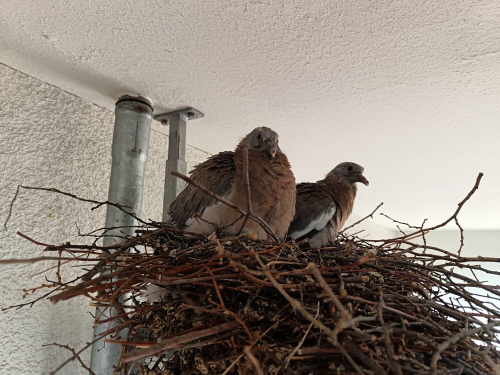 Tho baby wood pigeons all puffed up and round in their nest made of twigs in a planter on my balcony. The adult plumage starts to come through but they are still very fuzzy and adorable.