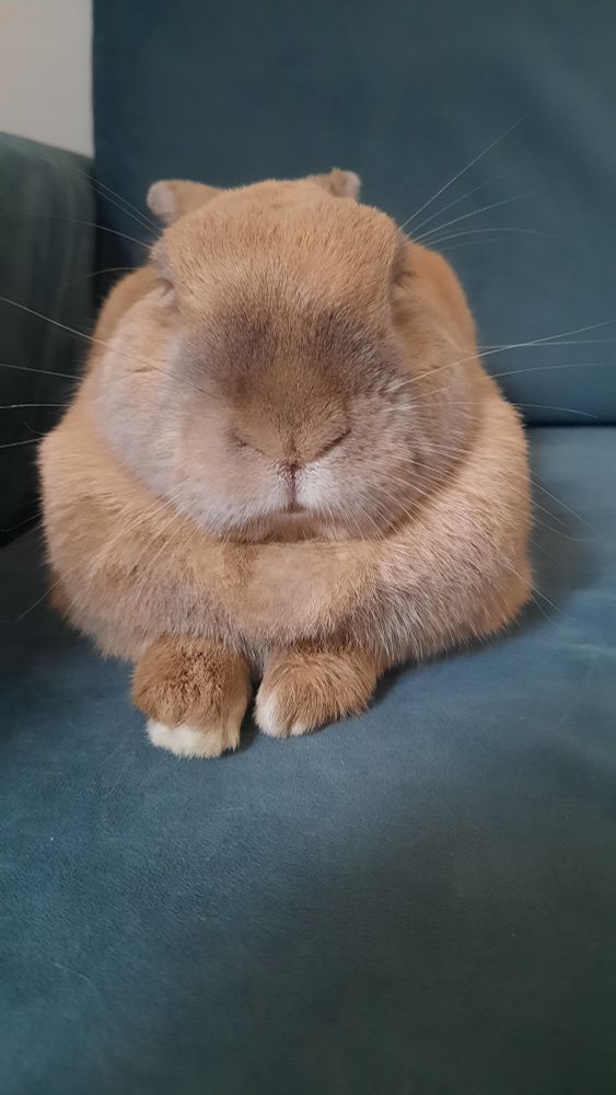 An orange rabbit facing the camera head-on. Resting on his front paws with his ears folded back. 