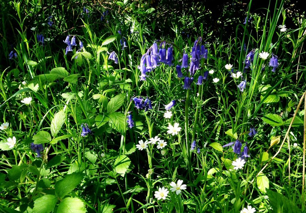 Bluebells 