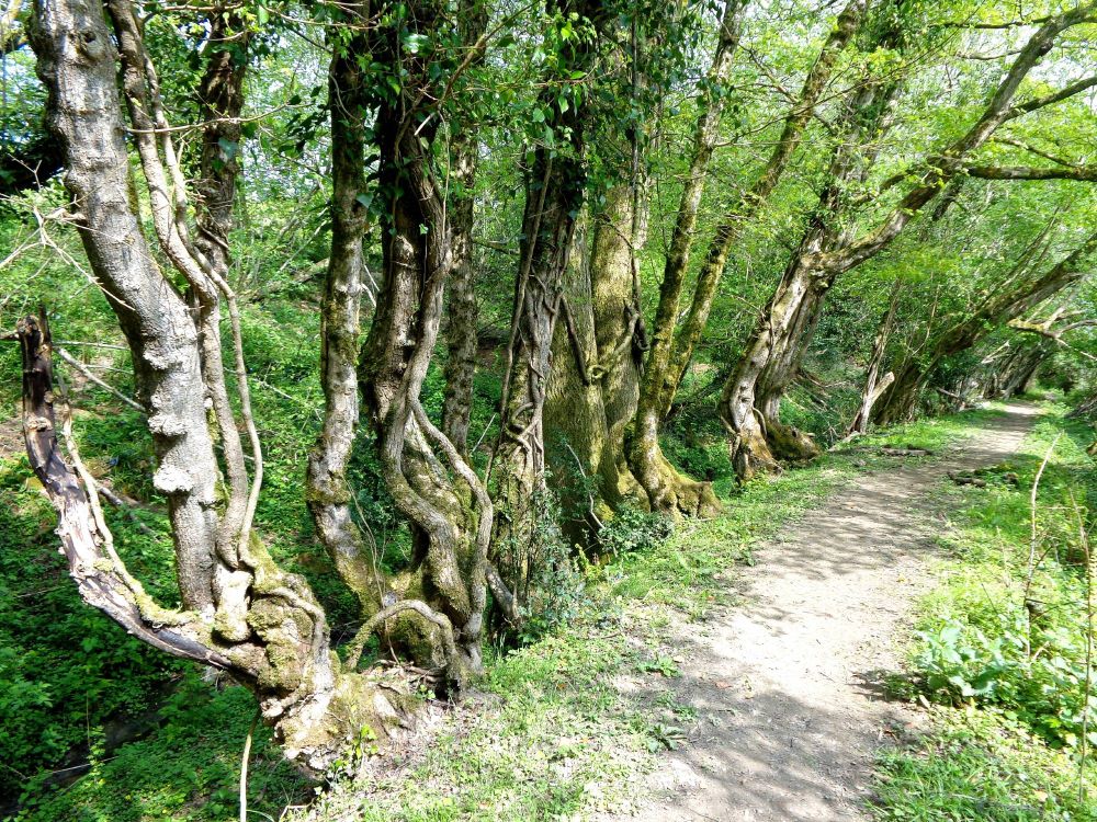 Wonderful trees along the edge of a path in the countryside 
