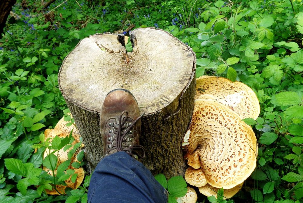 Fungi on tree trunk 
