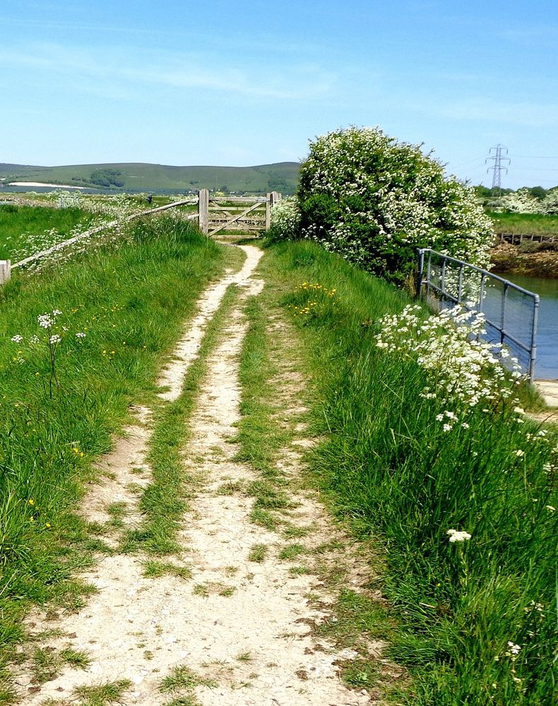 Cow Parsley and Hawthorn on the bank of the River Ouse 