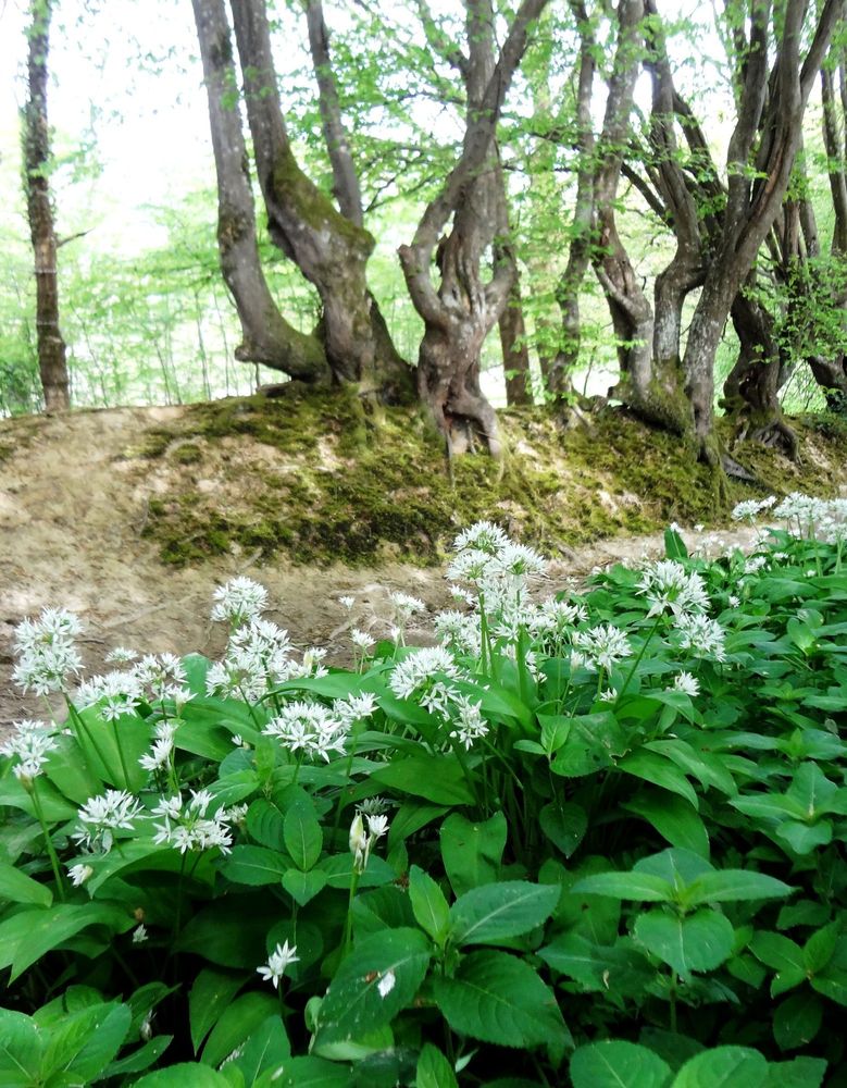 Wild garlic growing along an old bridleway 