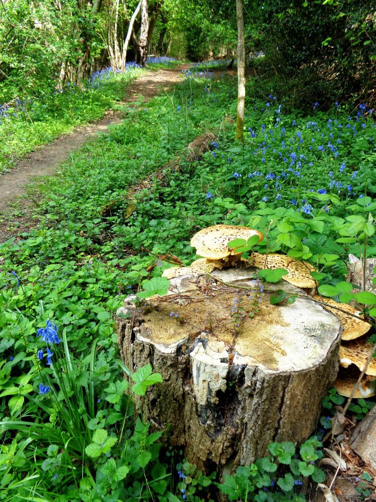 Fungi on tree trunk among Bluebells 