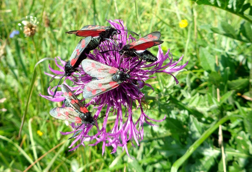 Burnet moths 