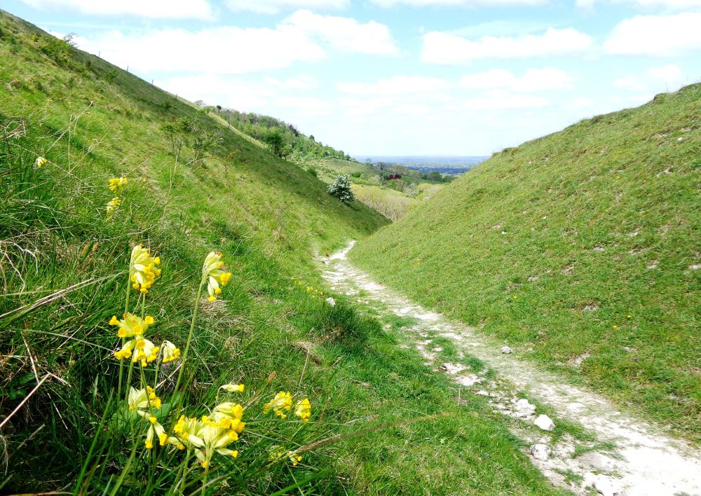 Cowslips on Westmeston bostall 