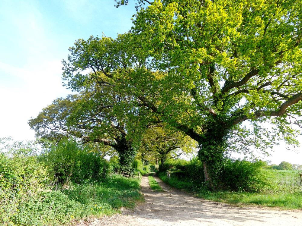 Oak trees in Springtime 