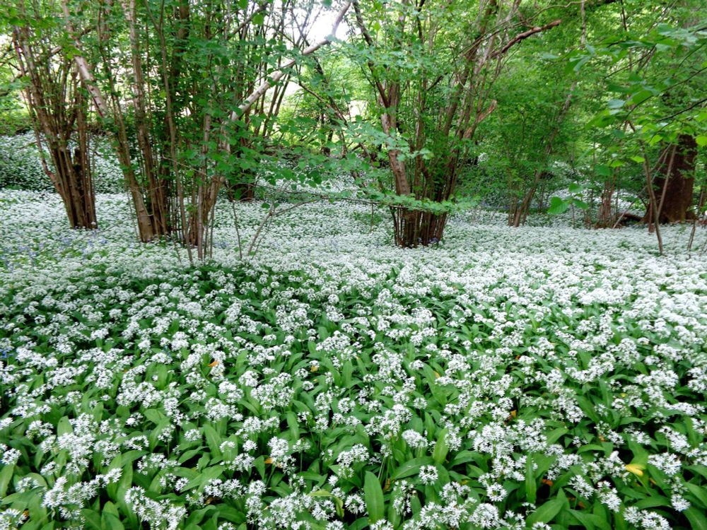 wild garlic