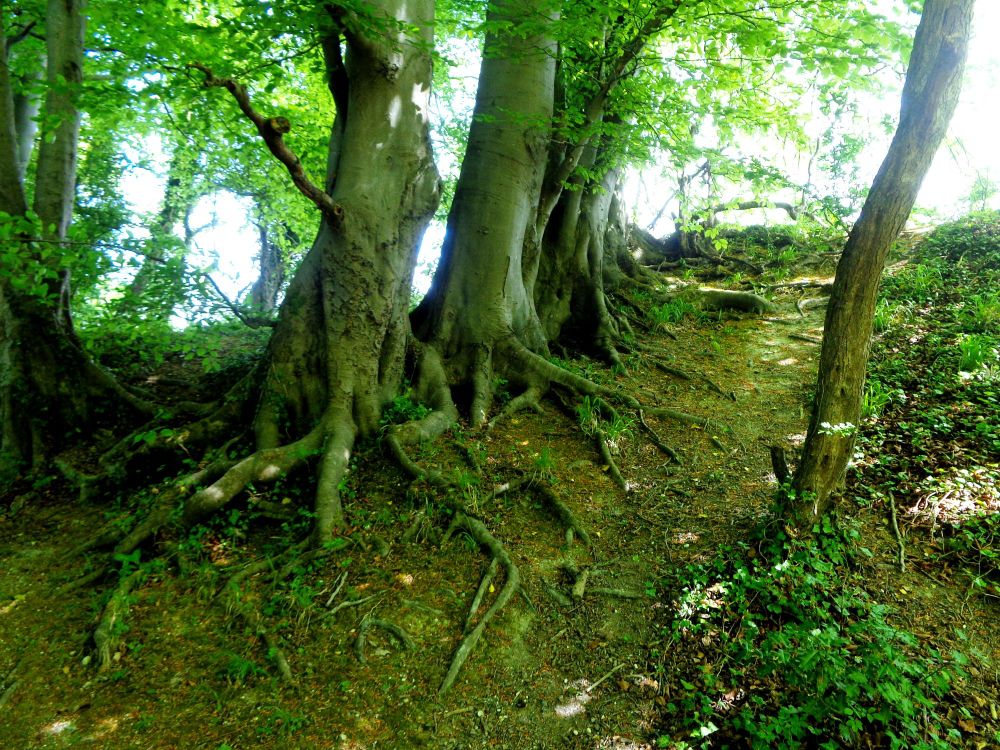 Tree roots 