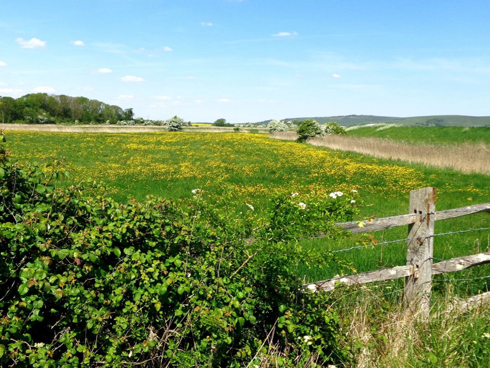 Field full of Buttercups 