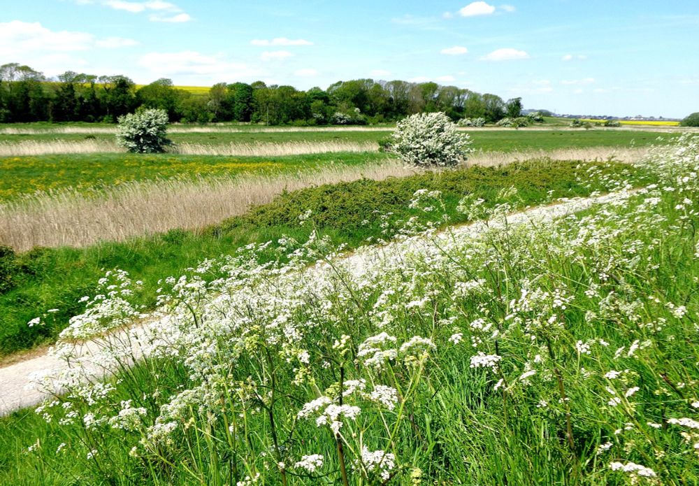 Cow Parsley and Hawthorn blossom 