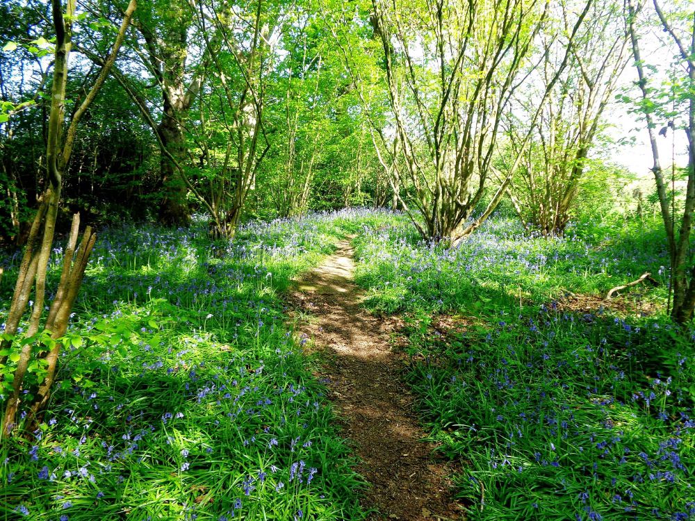 Bluebells 