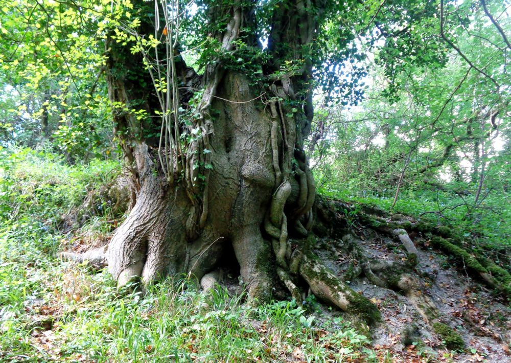 Old tree roots 