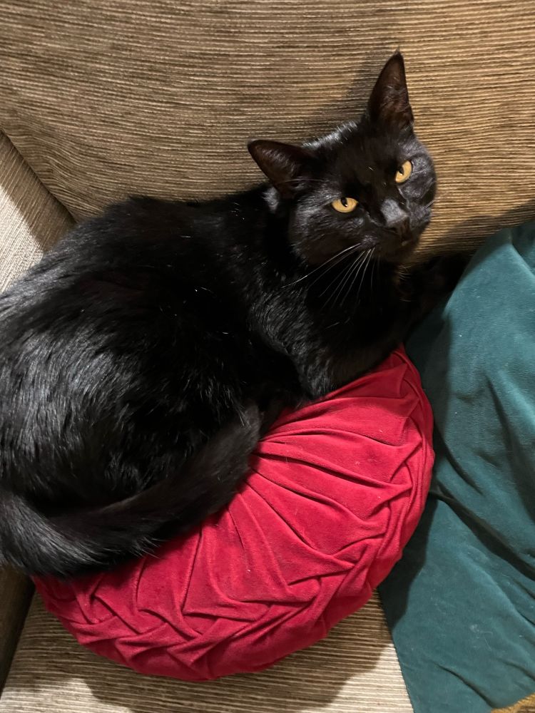 Black cat looks up at the camera. Sitting on a round, red velvet cushion