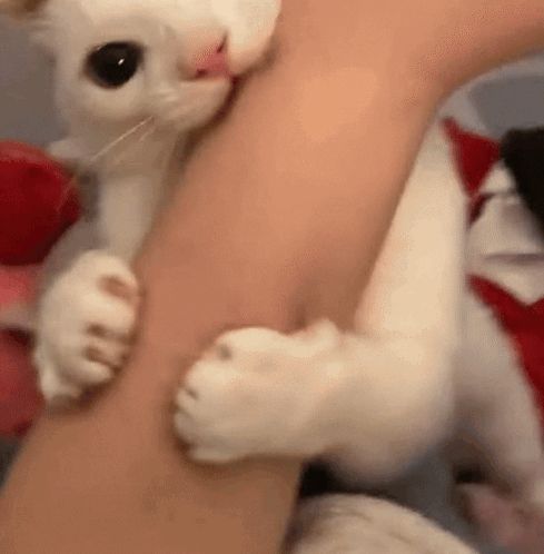 a white cat is licking a person 's arm and looking at the camera .