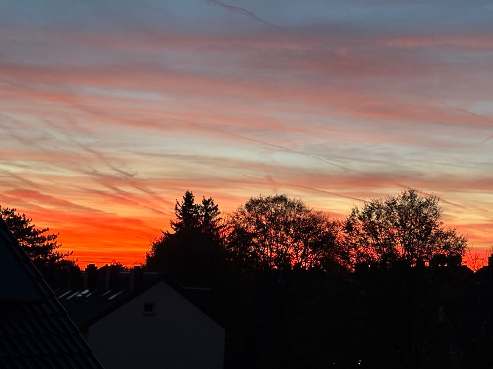 Schönes Morgenrot überm Wohngebiet mit Bäumen im Schattenriss. 