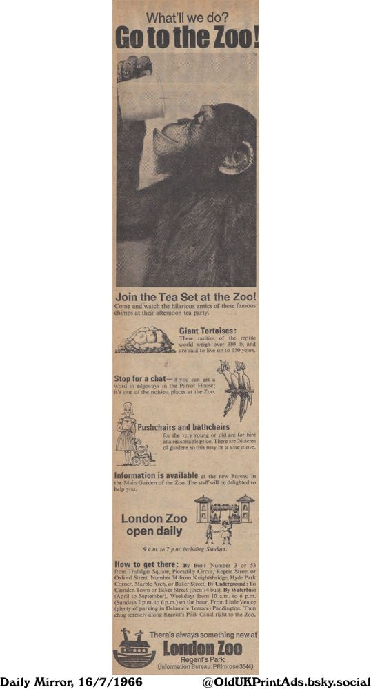 An advertisement for the London Zoo. It highlights the 'Tea Set' featuring chimps, giant tortoises, and parrots. It also mentions the availability of pushchairs and bathchairs. The zoo is open daily from 9 am to 7 pm. The advert also provides information on how to get to the zoo by bus, underground, and waterbus.

Go to the Zoo!

What'll we do?
Join the Tea Set at the Zoo!
Come and watch the hilarious antics of these famous chimps at their afternoon tea party.
Giant Tortoises:
These rarities of the reptile world weigh over 380 lb, and are said to live up to 150 years.
Stop for a chat-if you can get a word in edgeways in the Parrot House; it's one of the noisiest places at the Zoo.
Pushchairs and bathchairs for the very young or old are for hire at a reasonable price. There are 36 acres of gardens so this may be a wise move.
Information is available at the new Bureau in the Main Garden of the Zoo. The staff will be delighted to help you.
London Zoo open daily 9 a.m. to 7 p.m. including Sundays.
How to get there: By Bus: Number 3 or 53 from Trafalgar Square, Piccadilly Circus, Regent Street or Oxford Street. Number 74 from Knightsbridge, Hyde Park Corner, Marble Arch, or Baker Street. By Underground: To Camden Town or Baker Street (then 74 bus). By Waterbus: (April to September). Weekdays from 10 a.m. to 6 p.m. (Sundays 2 p.m. to 6 p.m.) on the hour. From Little Venice (plenty of parking in Delamere Terrace) Paddington. Then chug serenely along Regent's Park Canal right to the Zoo.
There's always something new at London Zoo Regent's Park (Information Bureau: PRImrose 3544)