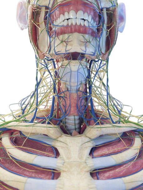 3D Anatomical render of the trachea, esophagus, veins, and glands of the neck from a front view w/no skin or muscle 